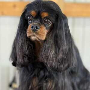 Marlene Emler MacLean